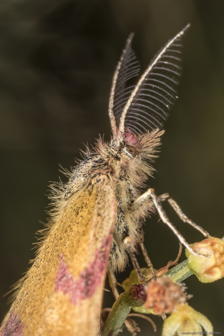 Zuringspanner (Lythria cruentaria)
