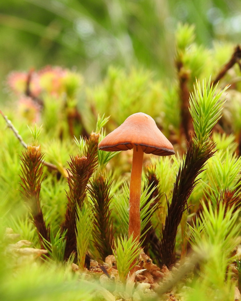 Zwammetje - Schimmels - 