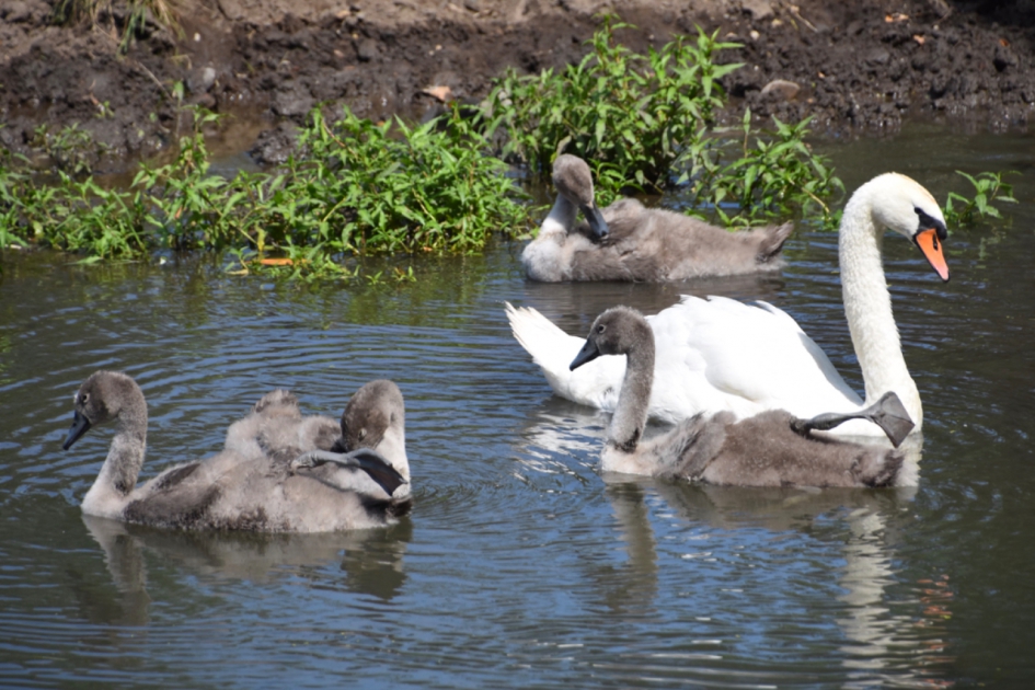 Zwanen familie - Vogels - 