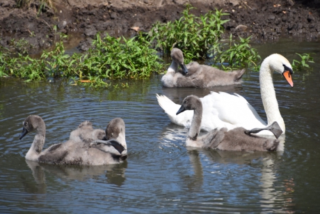 Zwanen familie