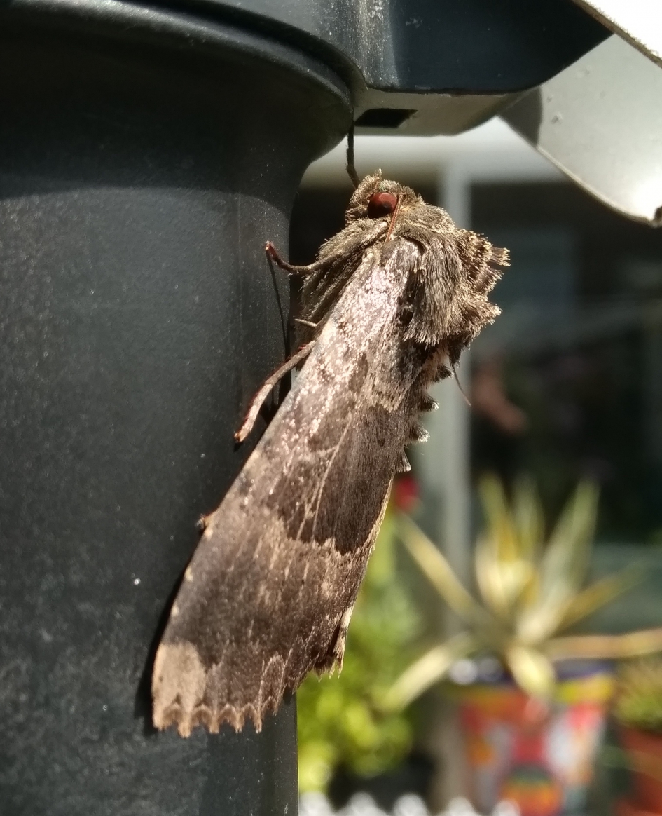 Zwart weeskind - Geleedpotigen - Zwart weeskind