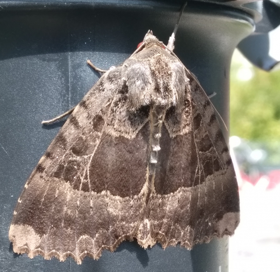 Zwart weeskind - Geleedpotigen - Zwart weeskind