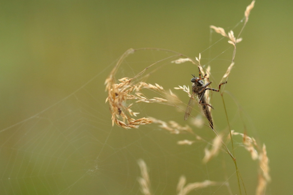 3 keer mis - Geleedpotigen - ringpootroofvlieg