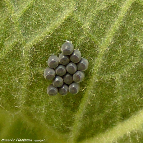 Aan de onderkant van een blad van de vlokkige toorts