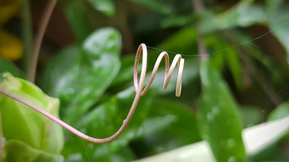 Aan een '"zijden" draadje. - Planten - Clematis