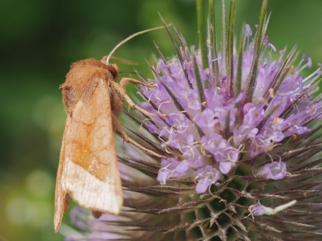 Aardappelstengelboorder