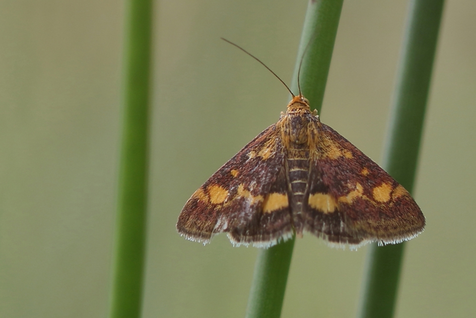 achter de tralies - Geleedpotigen - muntvlinder