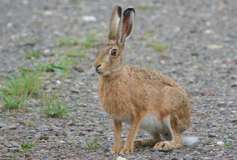 Alerte Haas - Zoogdieren - Haas