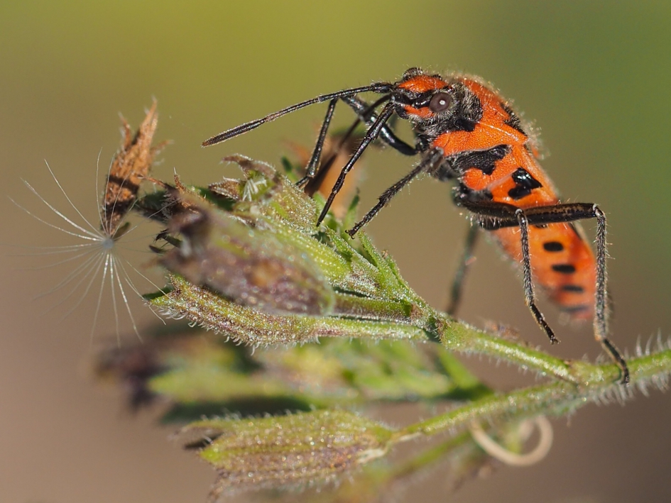 Ander perspectief - Geleedpotigen - Kaneelwants