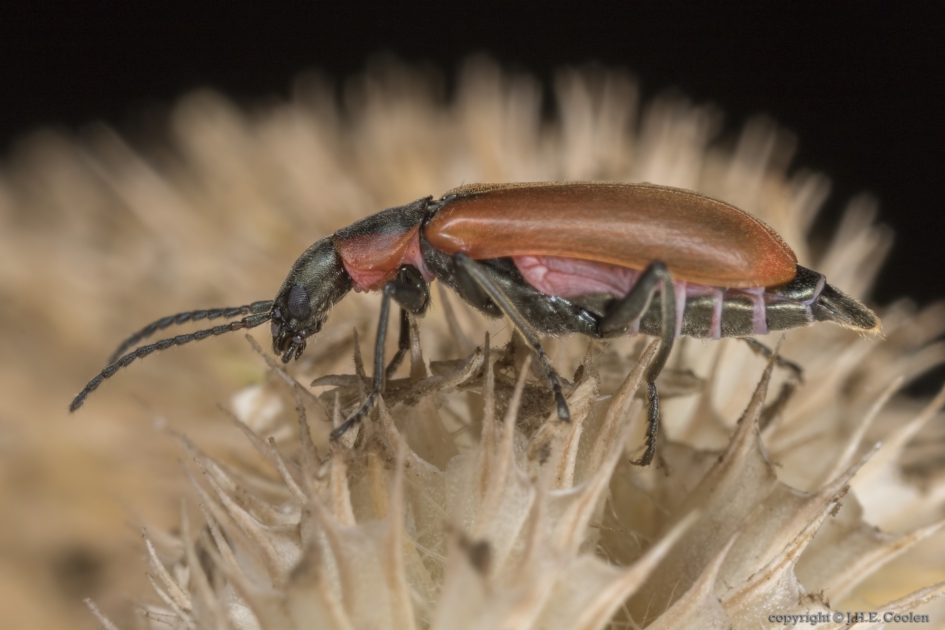 Anthocomus rufus - Geleedpotigen - 