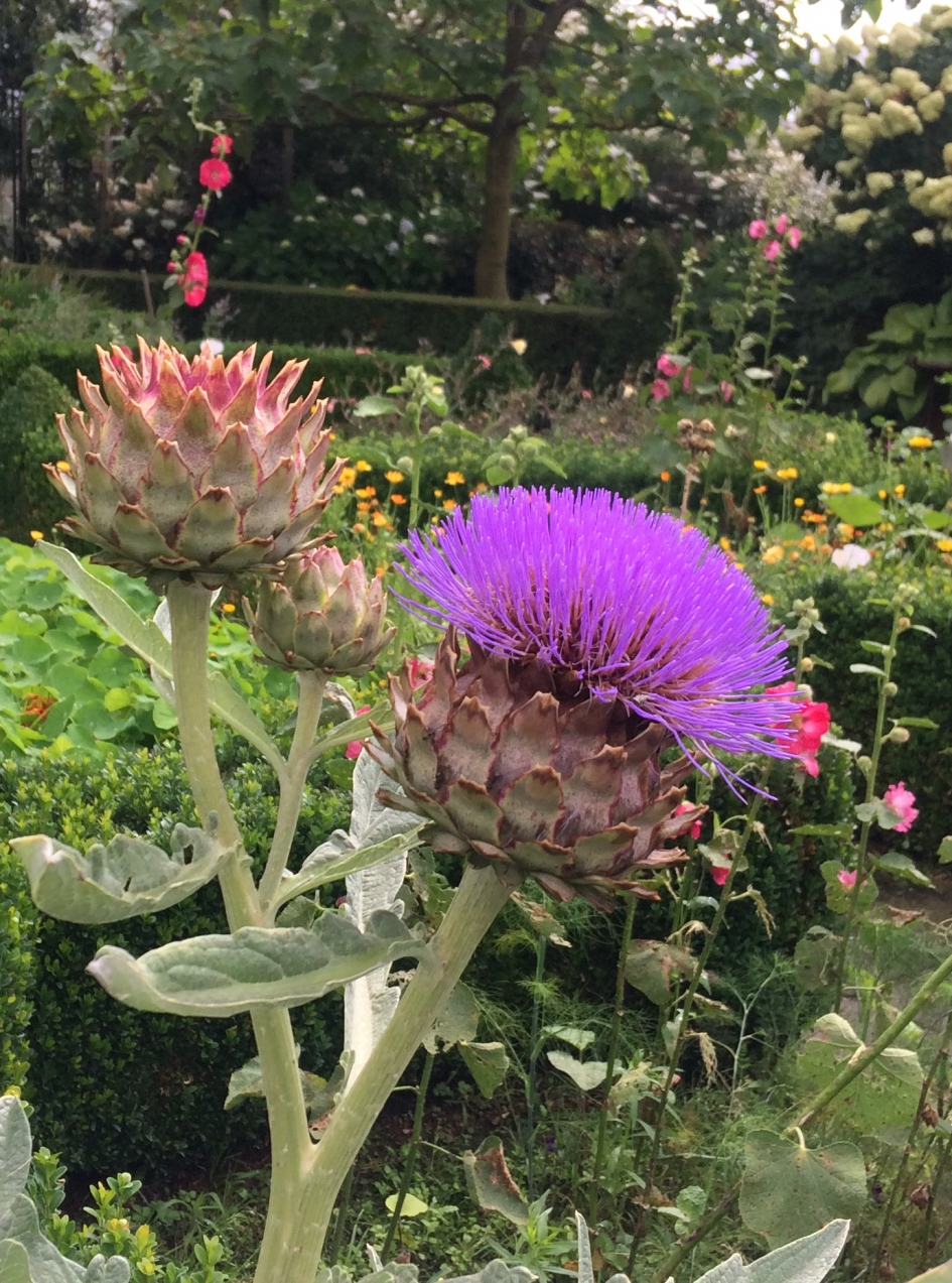 Artisjok - Planten - 