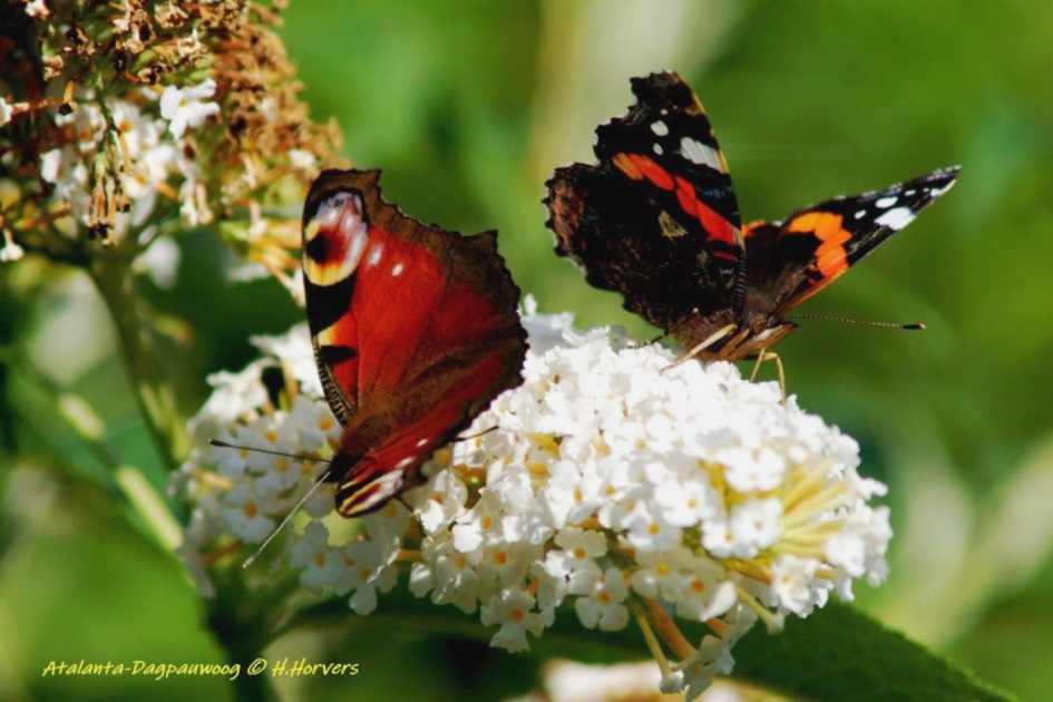 Atalanta-Dagpauwoog op Buddleya - Geleedpotigen - Atalanta-Dagpauwoog op Buddleya