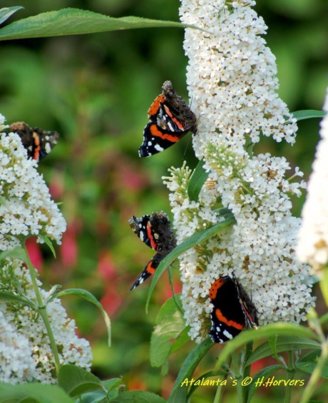 Atalanta s  op witte Buddleya