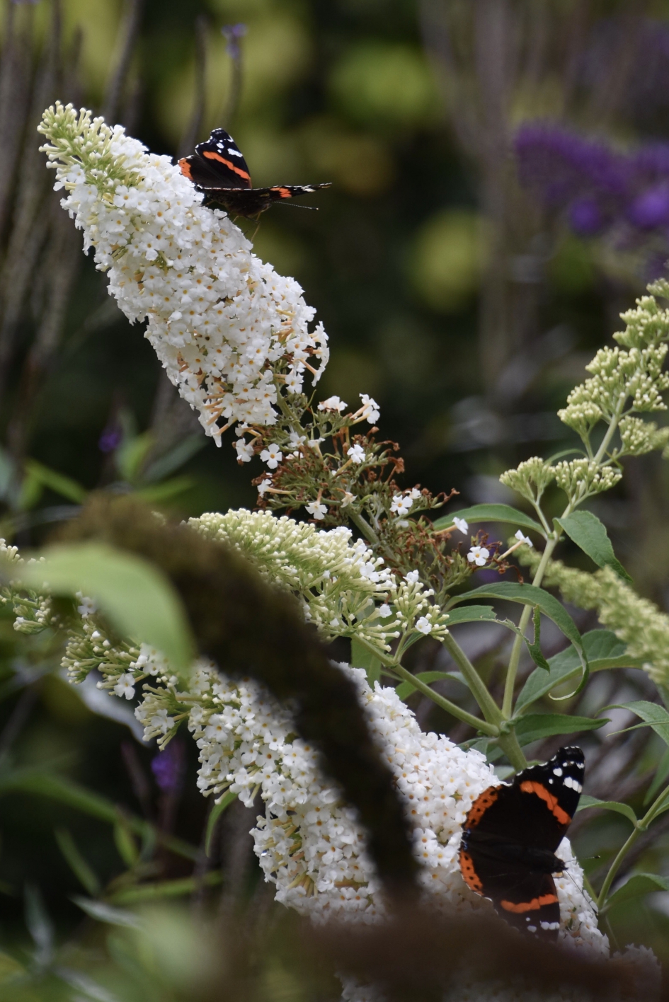 Atalantas - Geleedpotigen - 