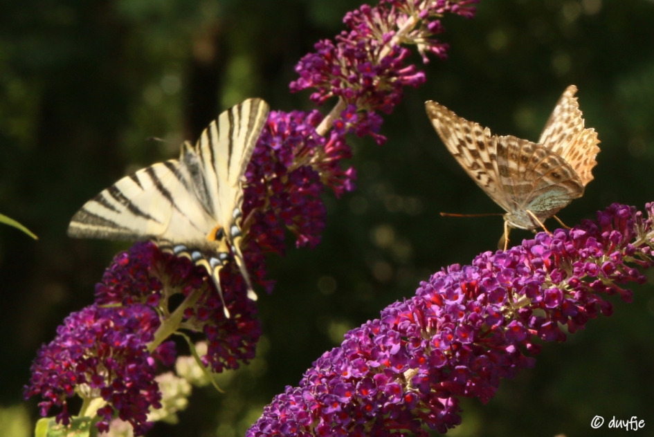 Baas boven baas, de koning en de keizer - Geleedpotigen - Koningspage en Keizersmantel