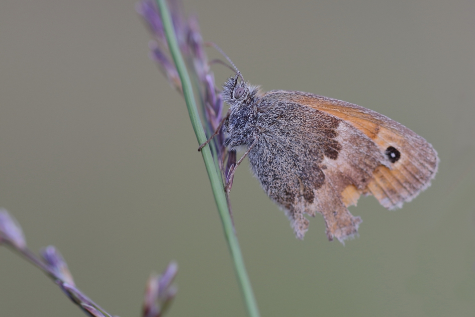 bad dress day - Geleedpotigen - hooibeestje