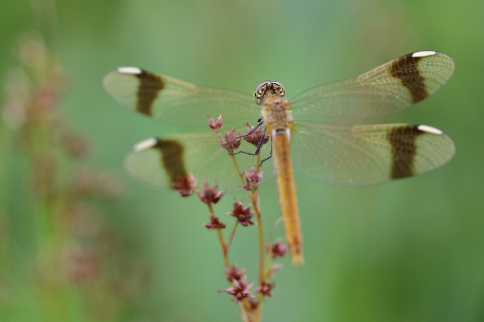 bandheidelibel -v- - Geleedpotigen - bandheidelibel