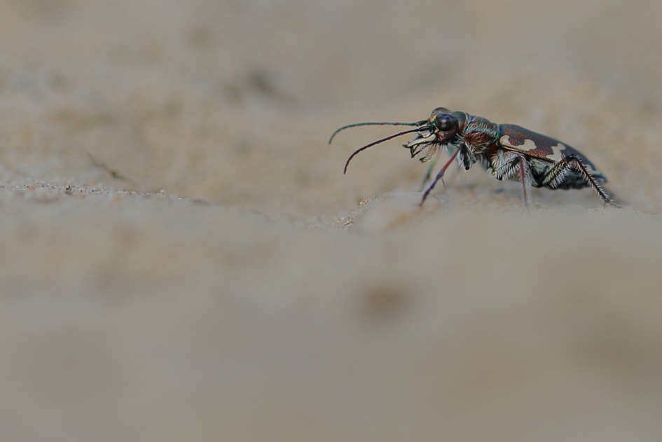 bastaardzandloopkever - Geleedpotigen - bastaardzandloopkever