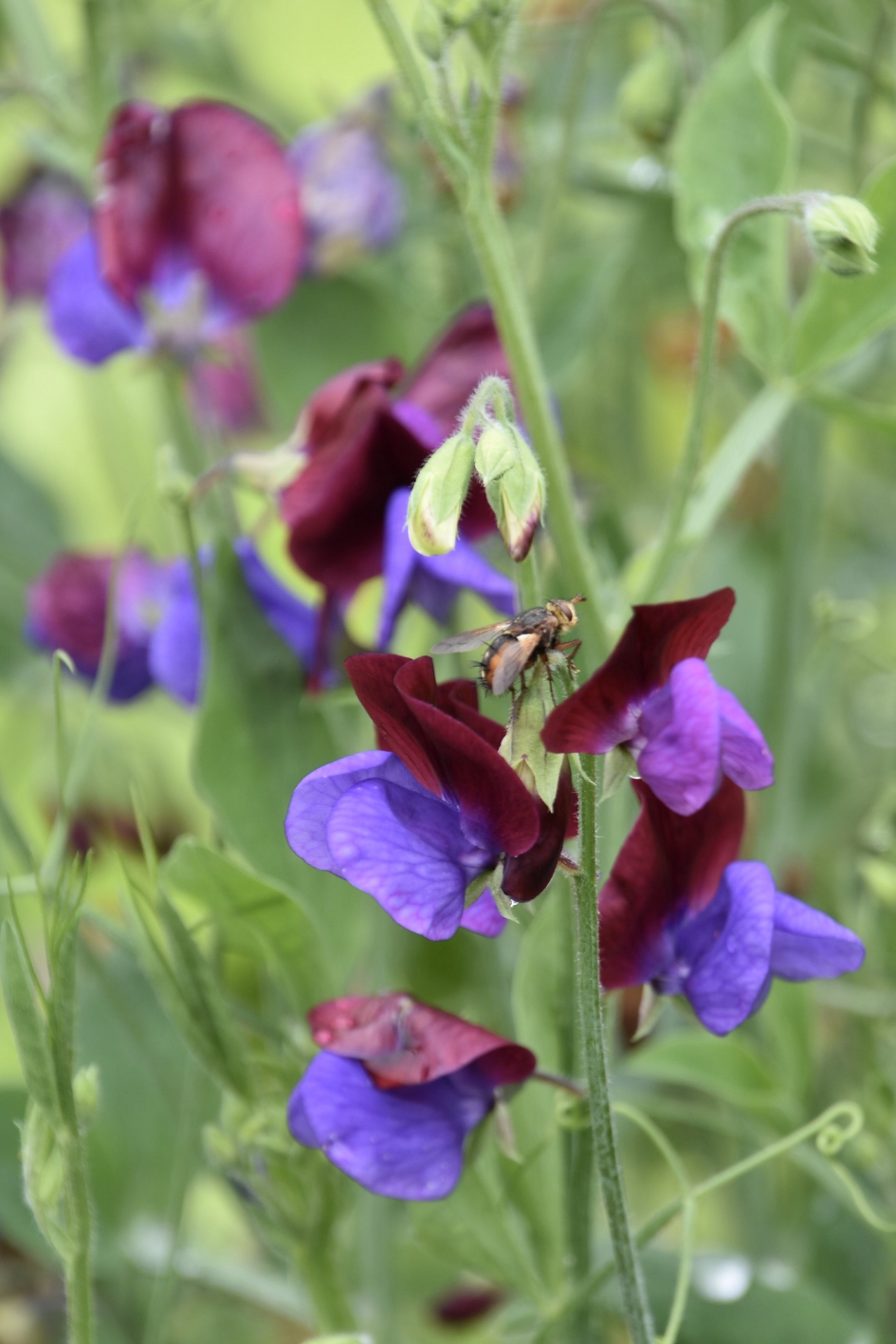 Beestje op bezoek bij de lathyrus - Planten - 