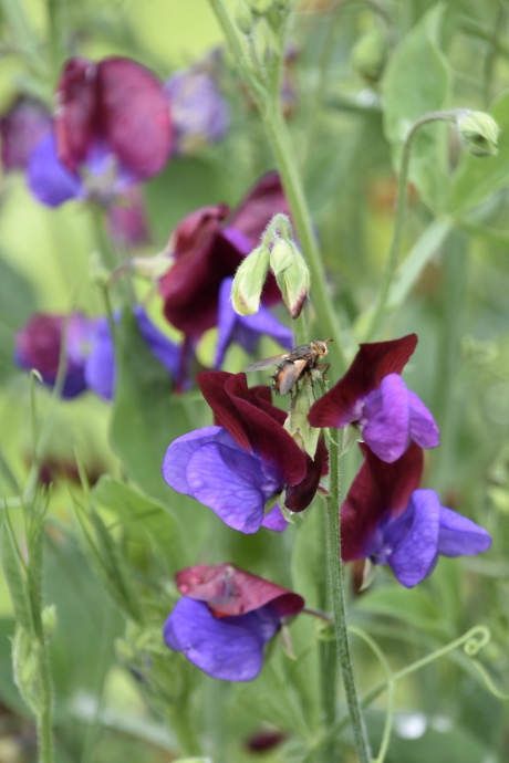 Beestje op bezoek bij de lathyrus