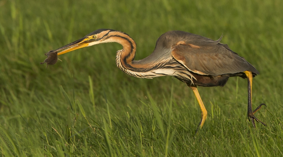 Beet ! - Vogels - Purperreiger