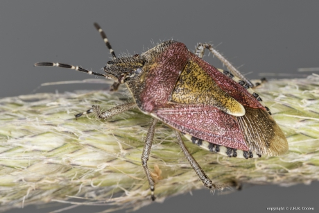 Bessenwants (Dolycoris baccarum)