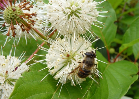 Bezoek op de kogelbloemen