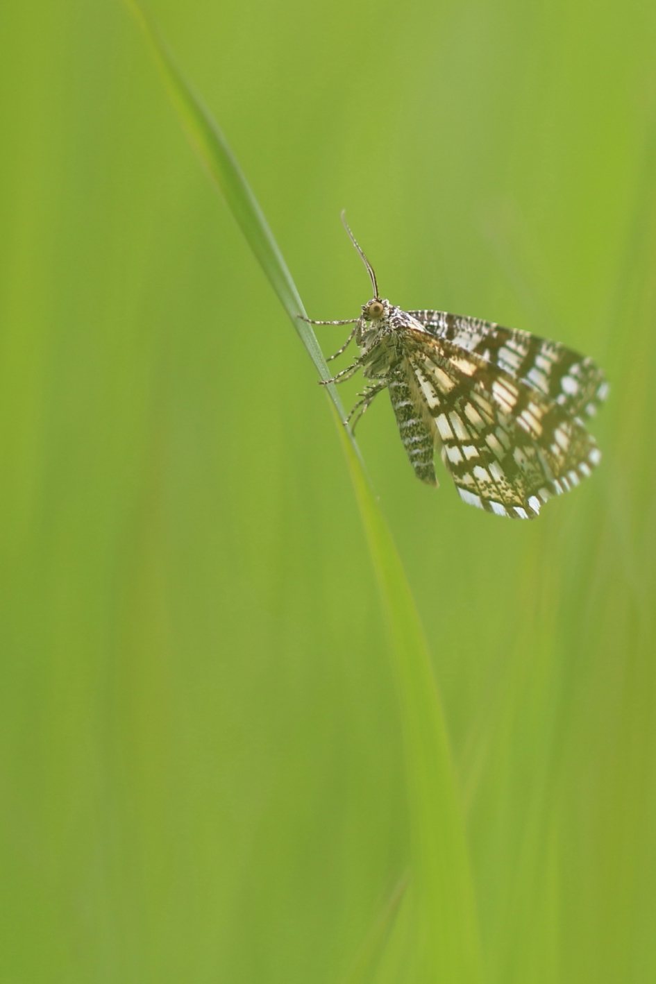 bij windkracht 4 - Geleedpotigen - klaverspanner