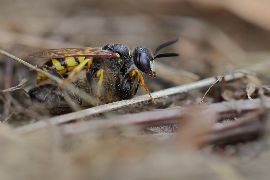bijenwolf met als prooi de honingbij - Geleedpotigen - bijenwolf [foto 1 van 3]