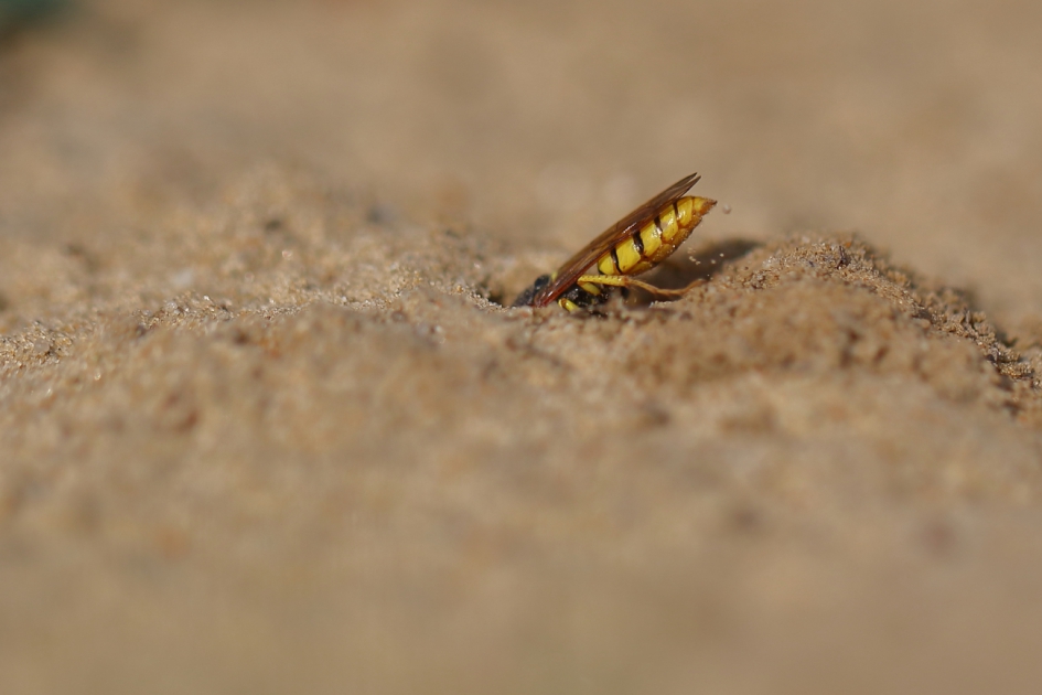 bijenwolf als graafmachine - Geleedpotigen - bijenwolf [foto 2 van 3]