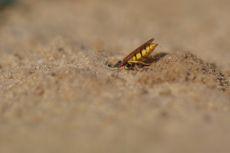 bijenwolf als graafmachine