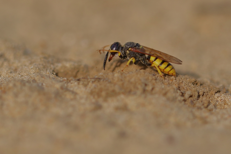 bijenwolf met de pootjes vooruit - Geleedpotigen - bijenwolf [foto 3 van 3]