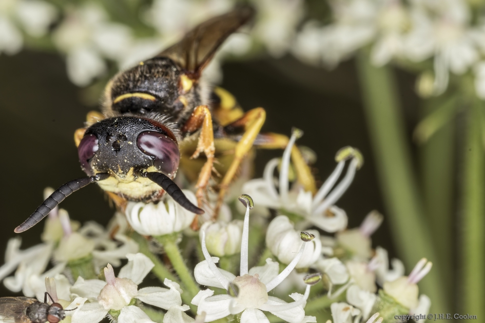 Bijenwolf (Philanthus triangulum) - Geleedpotigen - Bijenwolf