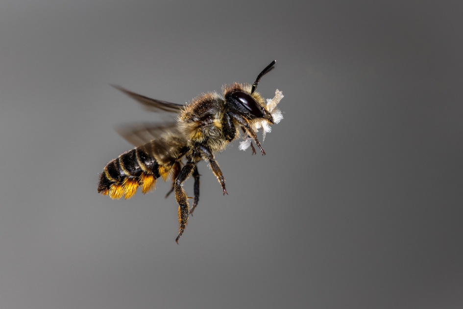 Bijtje - Geleedpotigen - 