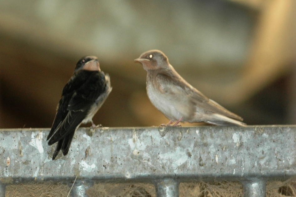 Bijzondere zwaluw - Vogels - Boerenzwaluw