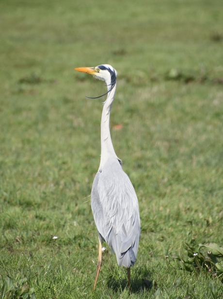 Blauwe reiger