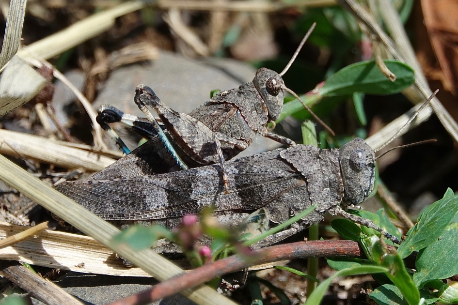 Blauwvleugel paar - Geleedpotigen - Blauwvleugelsprinkhaan