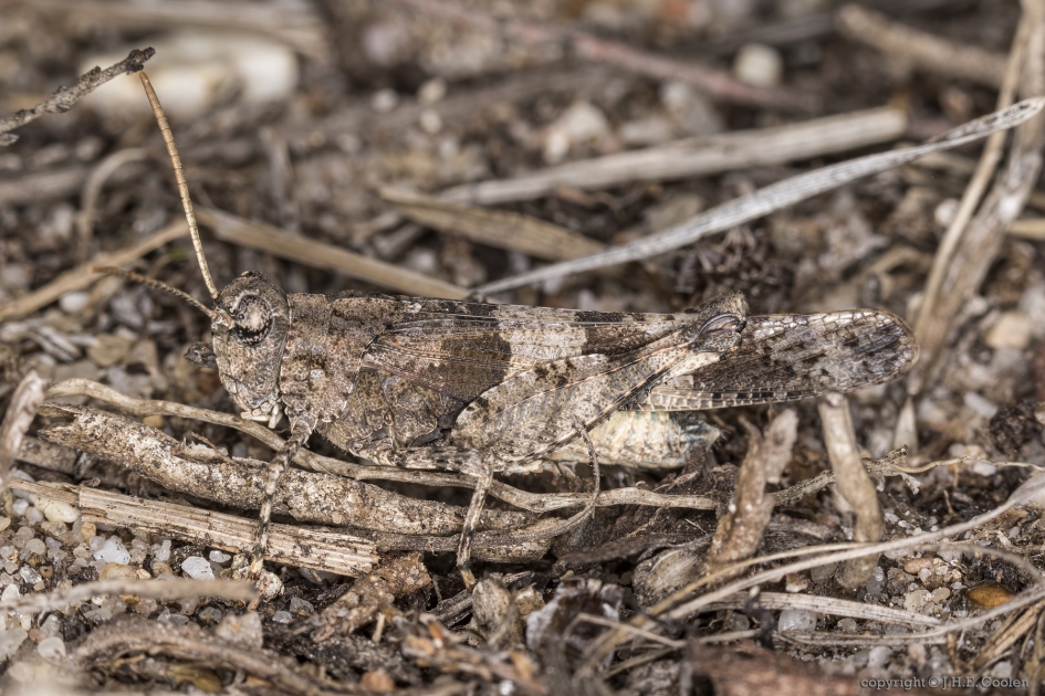 Blauwvleugelsprinkhaan (Oedipoda caerulescens) - Geleedpotigen - Blauwvleugelsprinkhaan