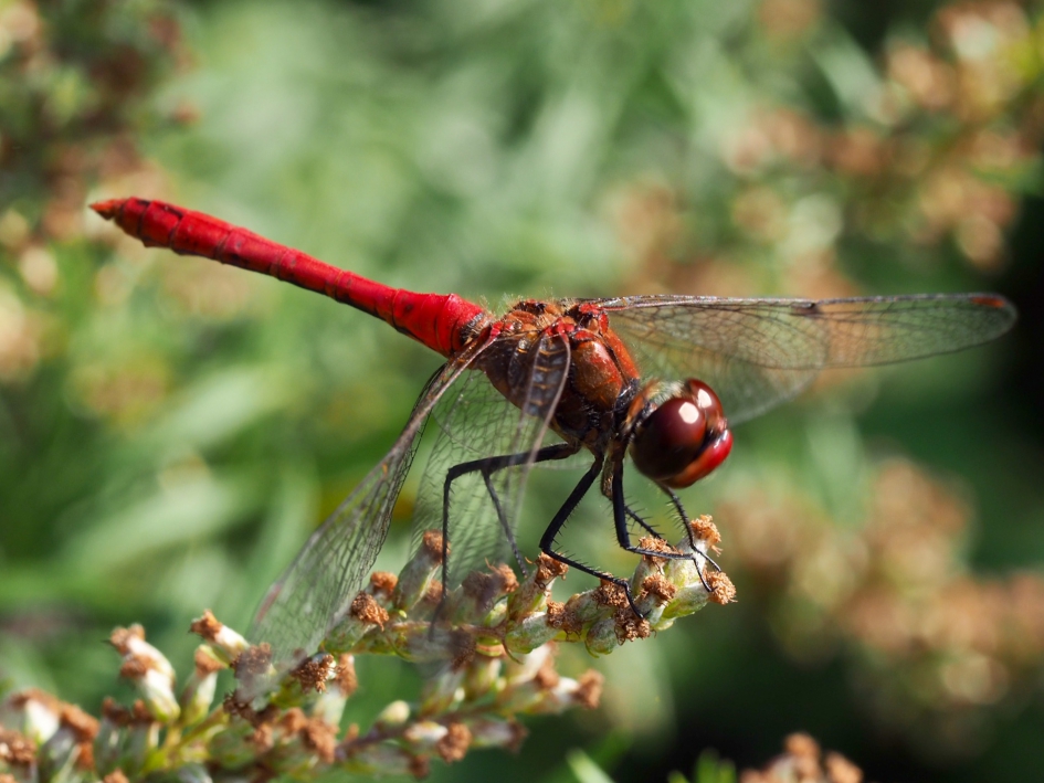 Bloedrood - Geleedpotigen - Bloedrode heidelibel