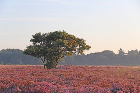 Bloeiende heide