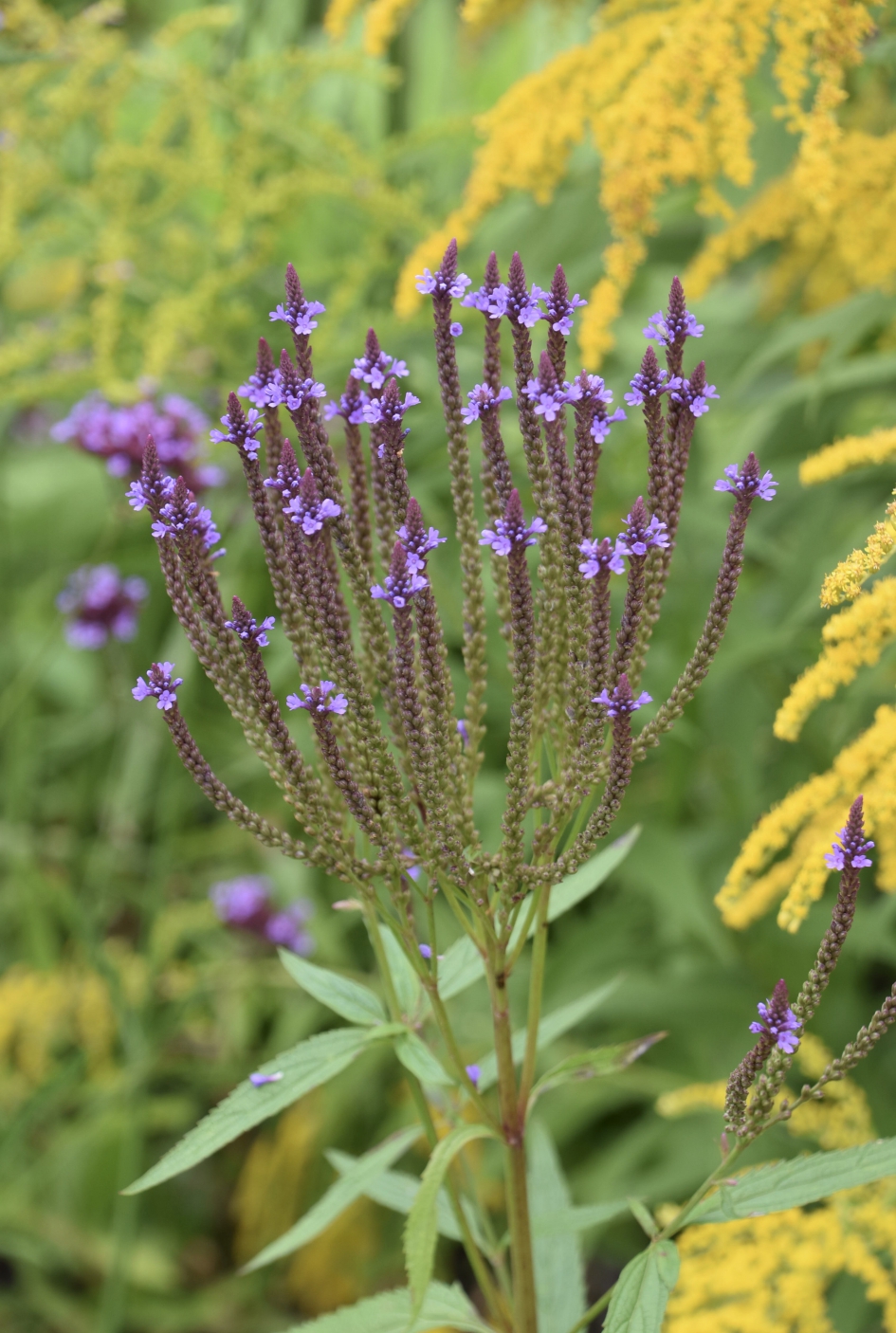 Bloemenweelde - Planten - 