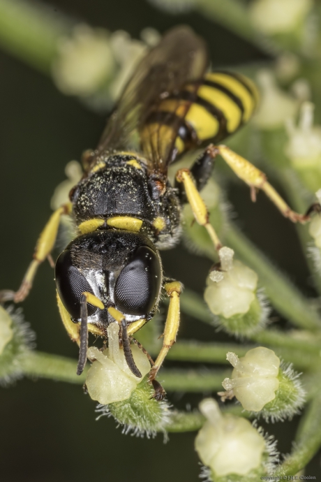 Blokhoofdwesp (Ectemnius)