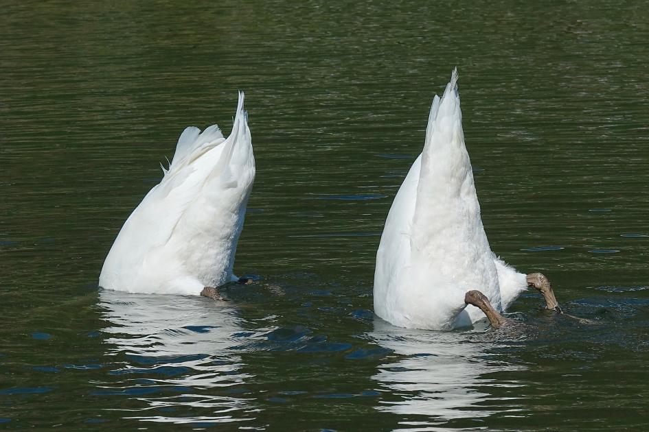 Bodeminspectie - Vogels - Knobbelzwaan