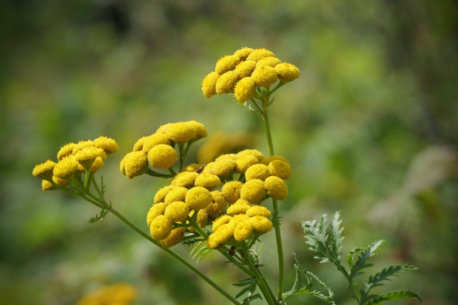 Boerenwormkruid. - Planten - Boerenwormkruid