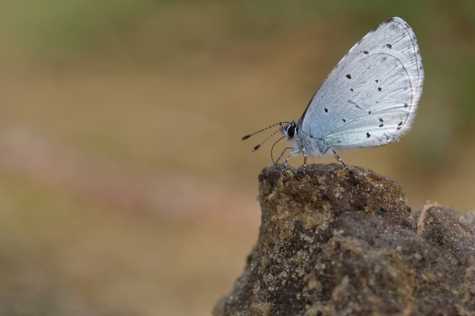 boomblauwtje - Geleedpotigen - boomblauwtje