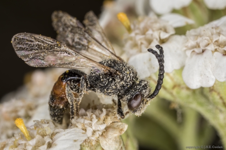 Bosbloedbij (Sphecodes ephippius)