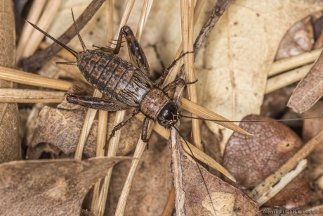 Boskrekel (Nemobius sylvestris)