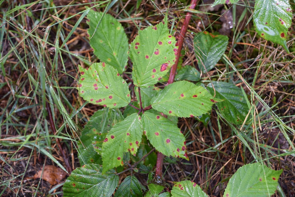 Bramenblad - Planten - 