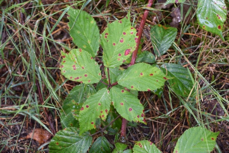 Bramenblad