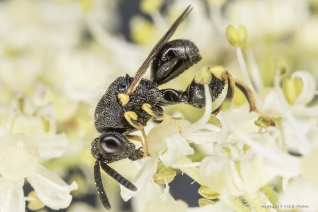 Bronswespje (Brachymeria tibialis)